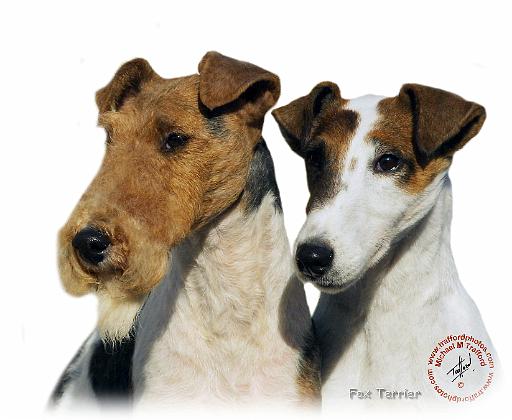 Fox Terrier 9T008D-30_2.JPG